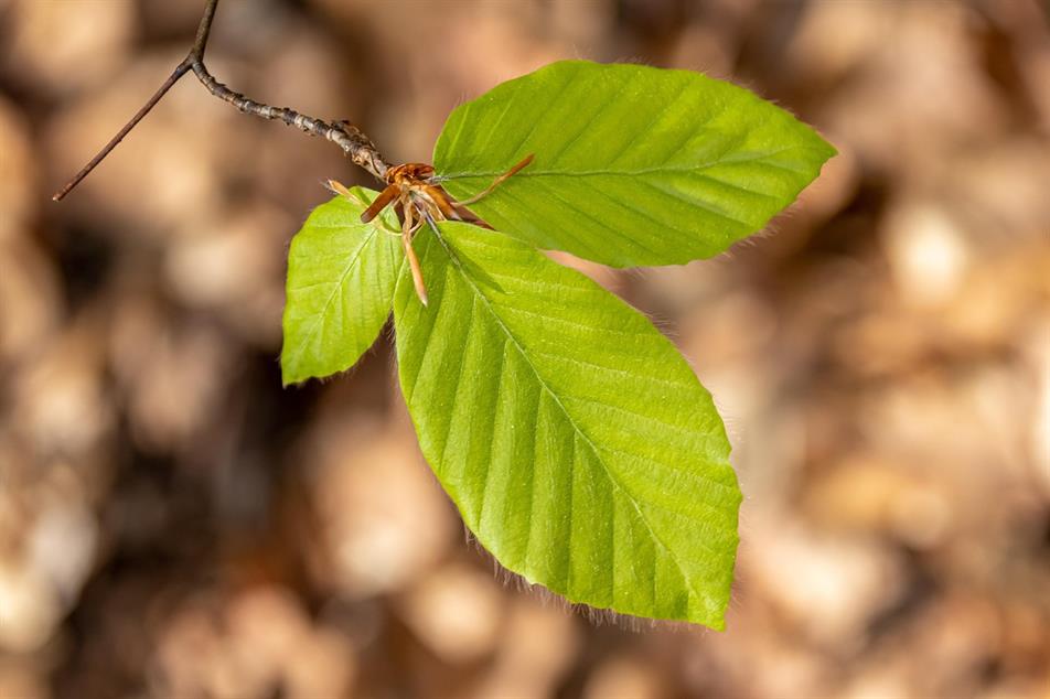 beech